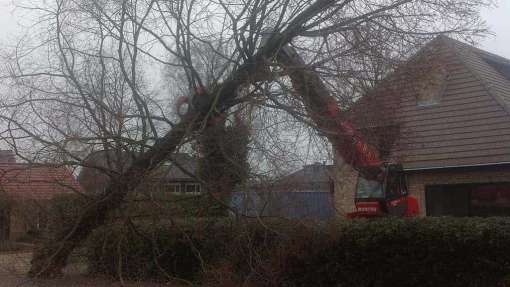 rooien van bomen in Maasdonk